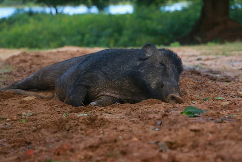 YALA BLOCK 5 & 6 (Weheragala & Lunugamwehera) Safari Tours - Price and Value: Is $36 a Good Deal in Yala?