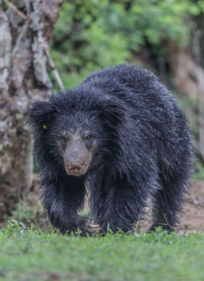 Yala National Park: 7 hour & 12 hour Leopard Safari Tours - Getting from Kotapola to Yala in a comfortable 4x4 jeep