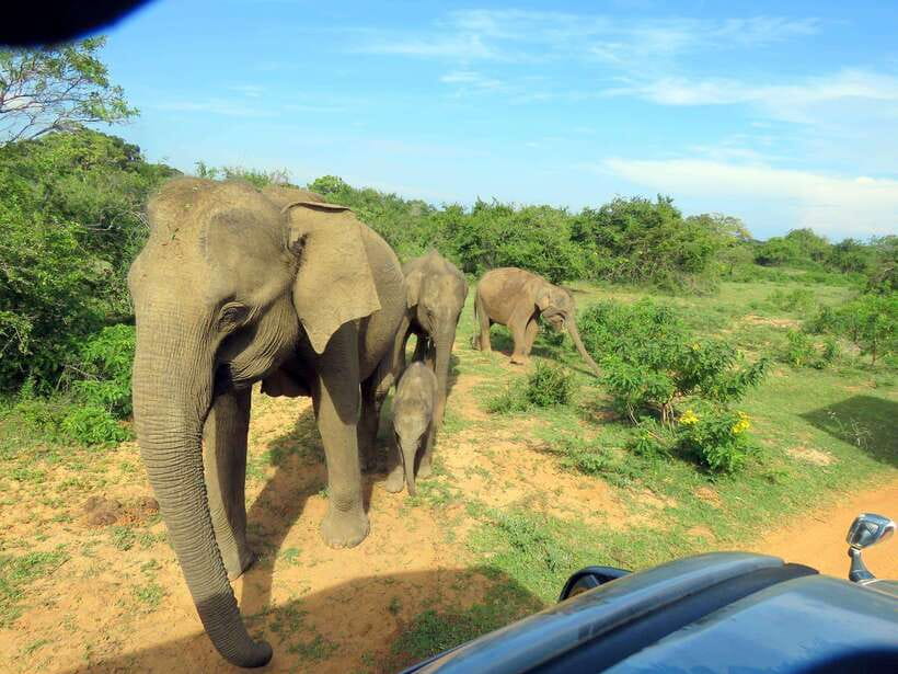 Yala National Park: 7 hour & 12 hour Leopard Safari Tours - Birding minutes: why the bird calls can keep you sharp