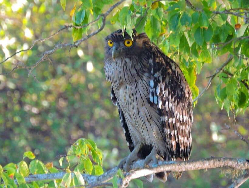 Yala National Park: 7 hour & 12 hour Leopard Safari Tours - Price and what your $18 covers (plus the park fee reality)