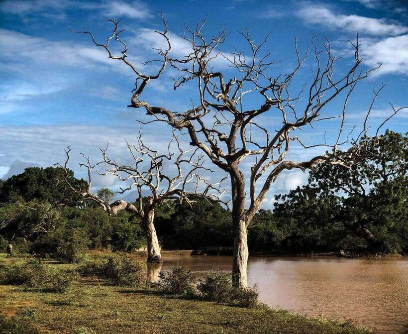 Yala National Park: All Inclusive Private Safari Day Trip - Why Yala’s leopard reputation matters for your actual day