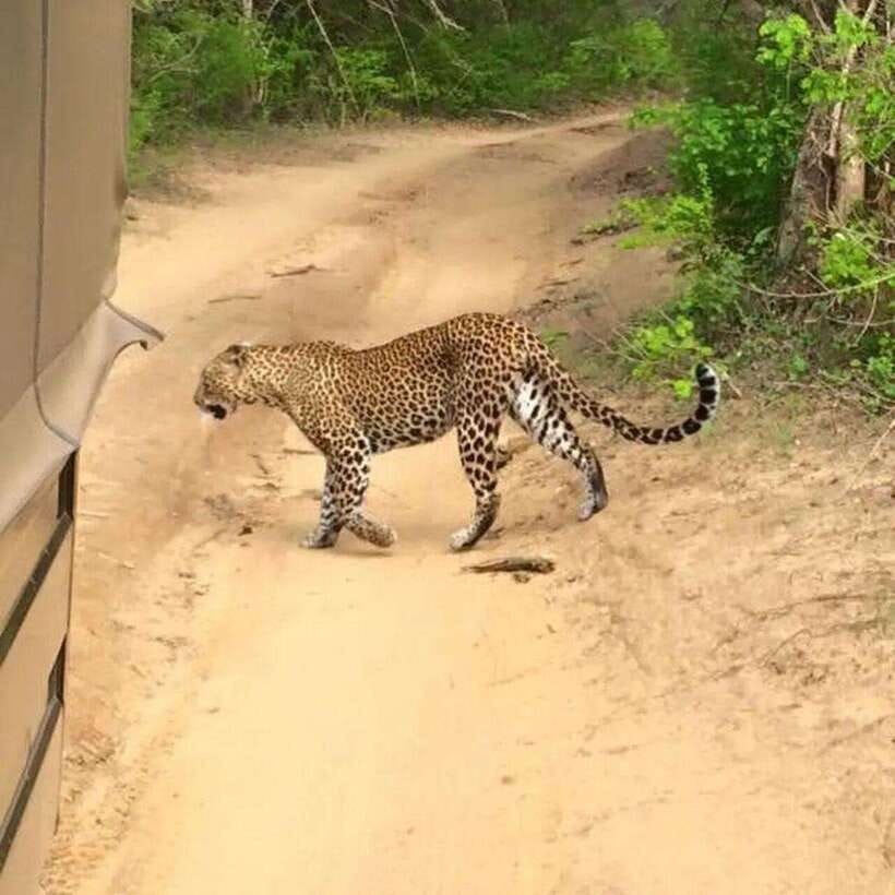 Yala National Park: All Inclusive Private Safari Day Trip - Pickup and drop-off: easy when it matches your exact location