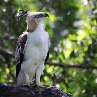 Yala National Park: All Inclusive Private Safari Day Trip - Morning vs evening safari: which start time fits your style