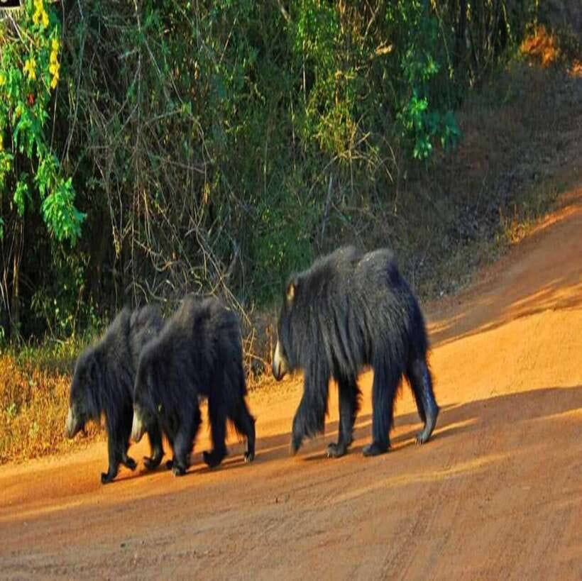 Yala National Park: All Inclusive Private Safari Day Trip - Wildlife odds: what to watch for beyond the headline animals