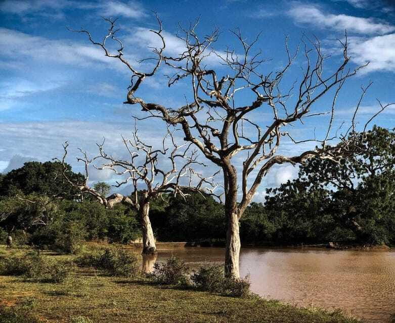 Yala National Park: All Inclusive Private Safari Day Trip - What to bring (and what to avoid) for a smooth safari day