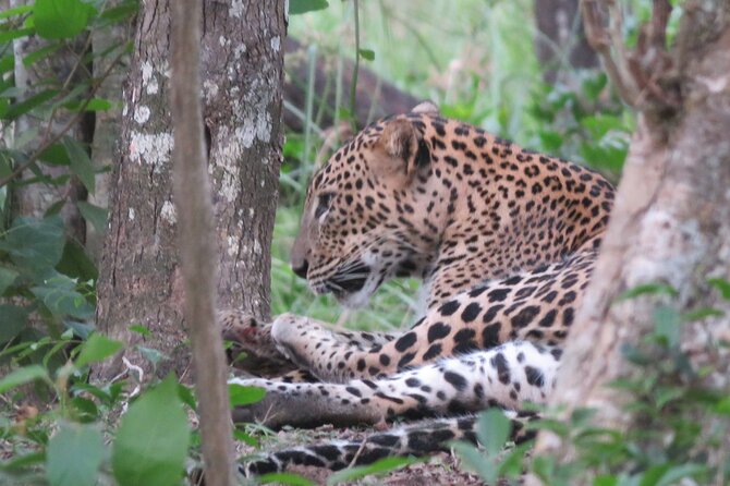 Yala National Park - Full Day Safari (04:30 am - 06:00 pm) - Pickup, 4x4 jeeps, and the real logistics of a long day