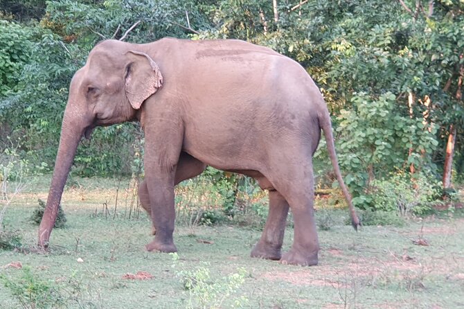 Yala National Park - Full Day Safari (04:30 am - 06:00 pm) - Wildlife breakdown: leopards, elephants, and the birds people miss