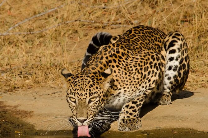 Yala National Park - Full Day Safari (04:30 am - 06:00 pm) - Breakfast in the park: it’s not just a meal, it’s strategy