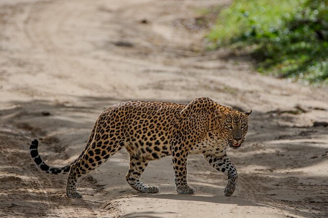 Yala National Park - Full Day Safari (04:30 am - 06:00 pm) - Lunch and water: staying functional during a 14-hour day
