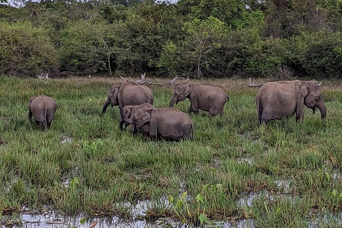 Yala National Park - Full Day Safari (04:30 am - 06:00 pm) - Price and value: is $99 fair for Yala?