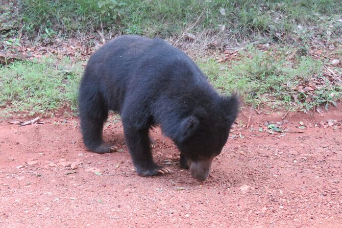 Yala National Park - Full Day Safari (04:30 am - 06:00 pm) - How the guide experience shapes your leopard odds