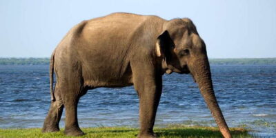 Yala National Park: Half, 7-Hour, or Full-Day Safari & Meals - Booking choices: half-day, 7-hour, or full-day (and what you really gain)