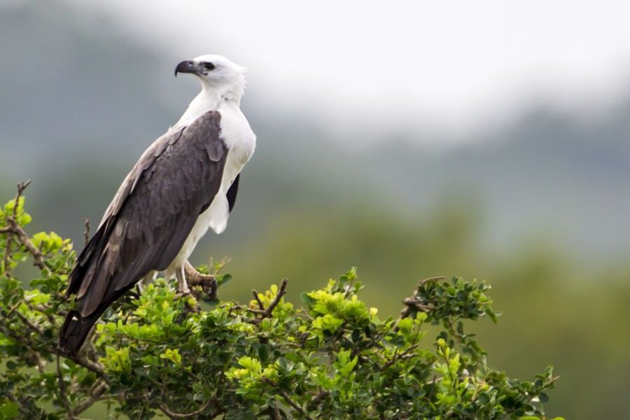 Yala National Park: Half, 7-Hour, or Full-Day Safari & Meals - The 4WD jeep drive: what riding is like in Yala