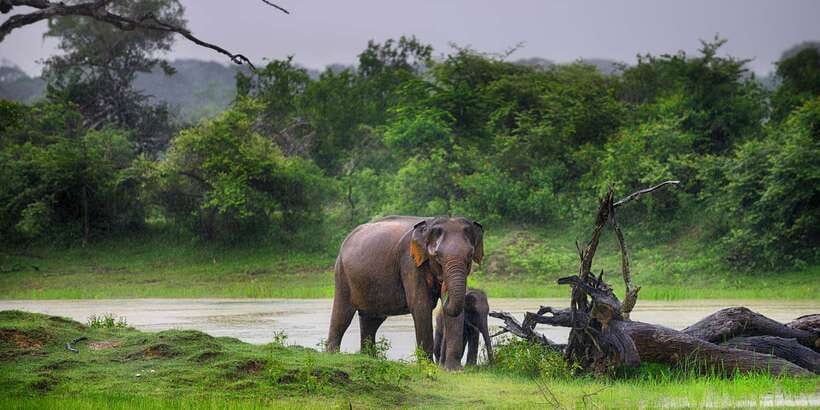 Yala National Park: Half, 7-Hour, or Full-Day Safari & Meals - Morning safari flow: arriving early and scanning fast