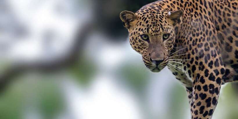 Yala National Park: Half, 7-Hour, or Full-Day Safari & Meals - Afternoon safari and sunset light: second chances that matter