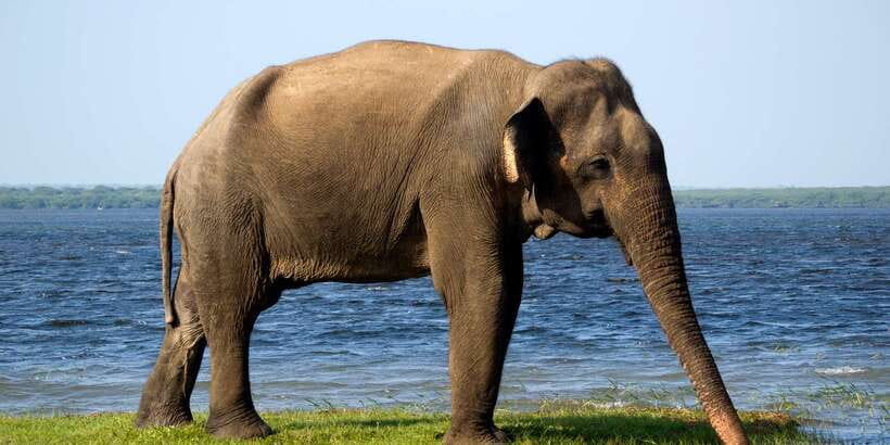 Yala National Park: Half, 7-Hour, or Full-Day Safari & Meals - Booking choices: half-day, 7-hour, or full-day (and what you really gain)
