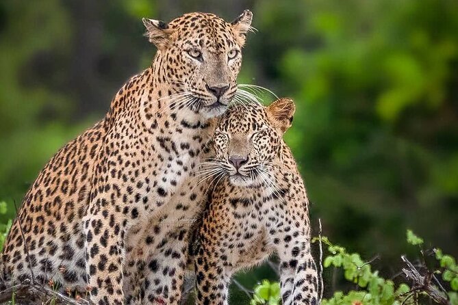 Yala National Park Half Day / Full Day Special Safari Tours - Quick highlights you’ll care about