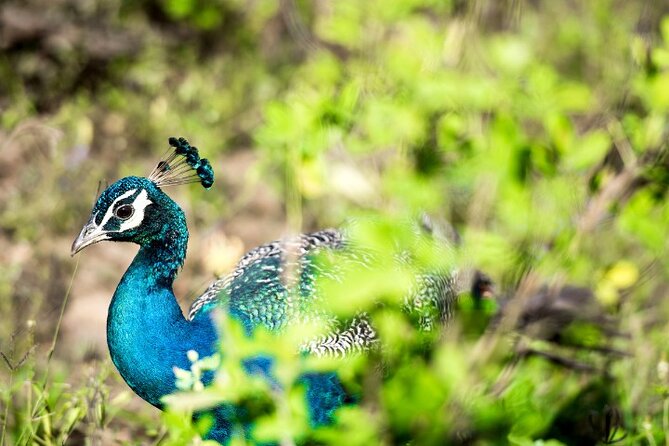 Yala National Park Half Day / Full Day Special Safari Tours - Entering the park: how the day unfolds from the main entrance