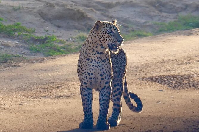 Yala National Park Half Day / Full Day Special Safari Tours - Your jeep setup: luxury, max 6, and why that matters for spotting