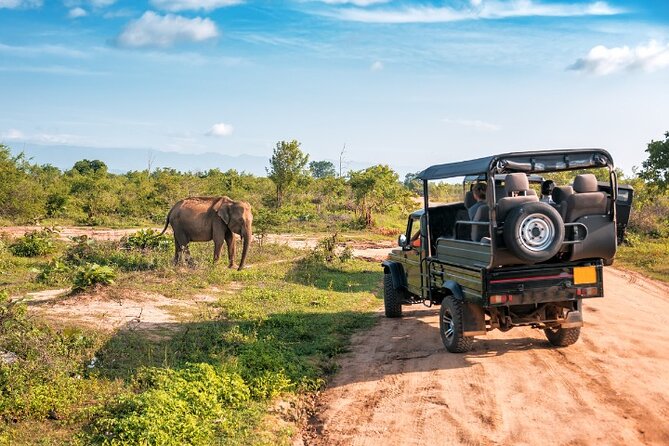 Yala National Park Half Day / Full Day Special Safari Tours - Leopard success stories (and how to read them realistically)