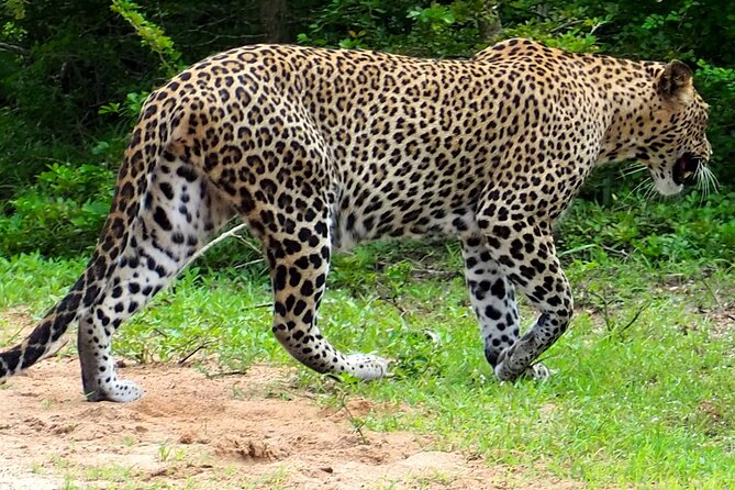 Yala National Park Half Day / Full Day Special Safari Tours - Who this safari fits best (and who should think twice)