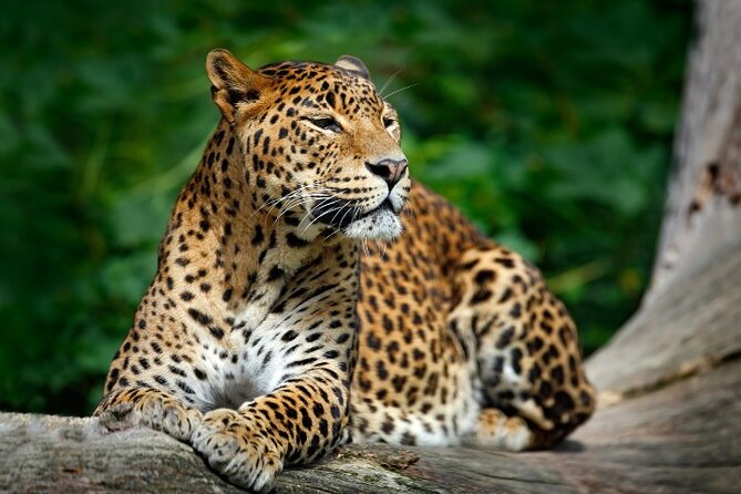 Yala National Park Half Day / Full Day Special Safari Tours - Elephants, sloth bears, and birds: what to expect besides the leopard