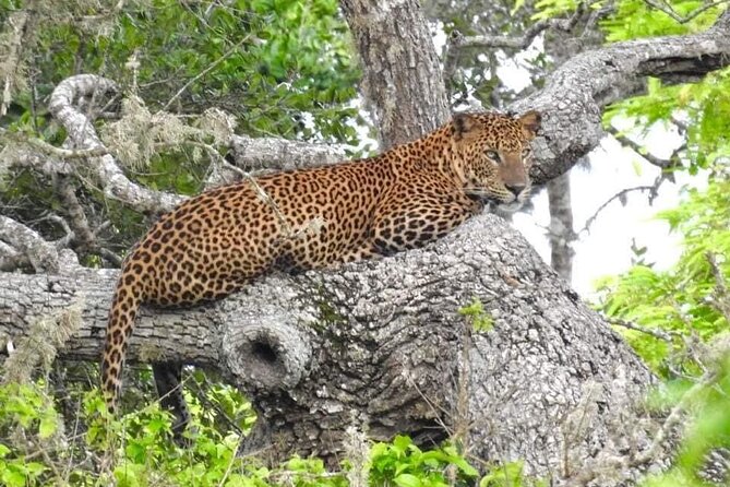 Yala National Park Half Day Safari - 4.30 a.m to 11.30 a.m - Key highlights at a glance