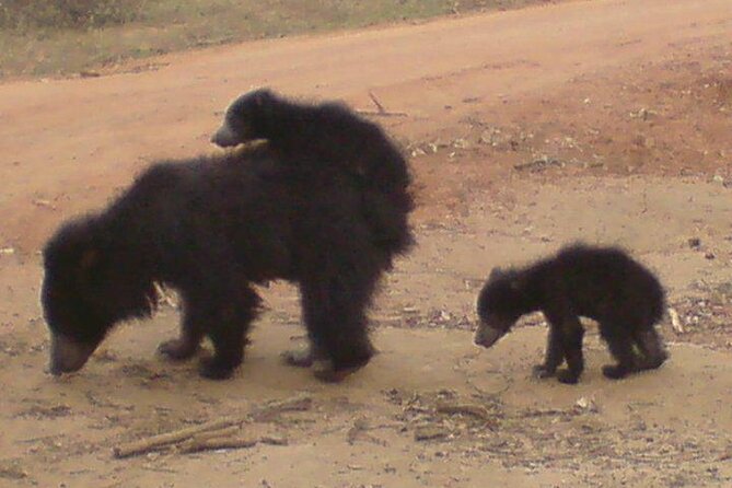 Yala National Park Half Day Safari - 4.30 a.m to 11.30 a.m - Why Yala’s morning run (4:30 a.m) is the whole point