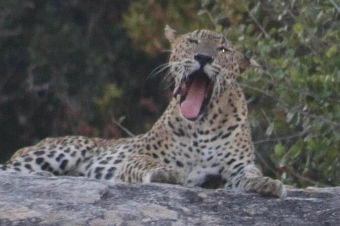 Yala National Park Half Day Safari - 4.30 a.m to 11.30 a.m - What’s included: the practical stuff that makes a safari easier