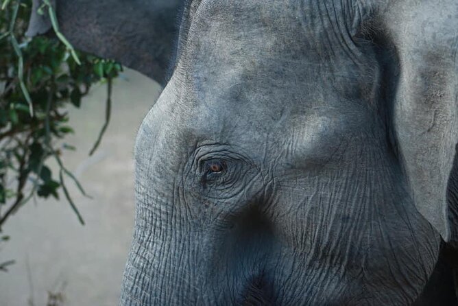 Yala National Park Half Day Safari - 4.30 a.m to 11.30 a.m - Meeting point in Tissamaharama: start where you’re least stressed