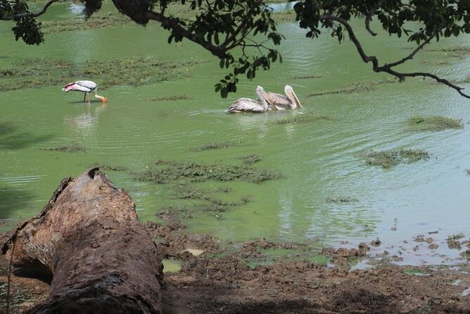 Yala National Park Half Day Safari - 4.30 a.m to 11.30 a.m - Inside Yala National Park: what you might actually see