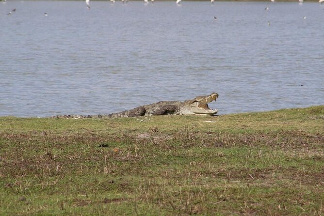 Yala National Park Half Day Safari - 4.30 a.m to 11.30 a.m - Stop 1: the safari drive itself (and why it feels different at dawn)