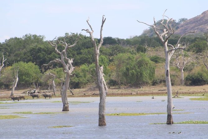 Yala National Park Half Day Safari - 4.30 a.m to 11.30 a.m - The guide experience: Kavee’s spotting style (and the team effect)