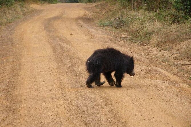Yala National Park Half Day Safari - 4.30 a.m to 11.30 a.m - Group size and jeep vibe: less chaos, more time watching
