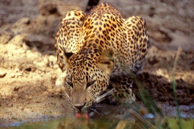 Yala National Park Half Day Safari - 4.30 a.m to 11.30 a.m - Price and value: what $78 gets you (and what it doesn’t)