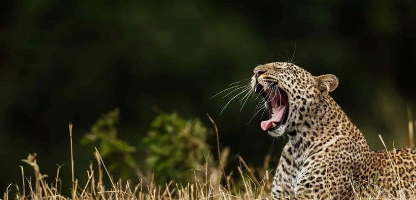 Yala National Park: Leopard Safari Tour with Park Tickets - The Morning Break and the Full-Day Lunch by the Indian Ocean