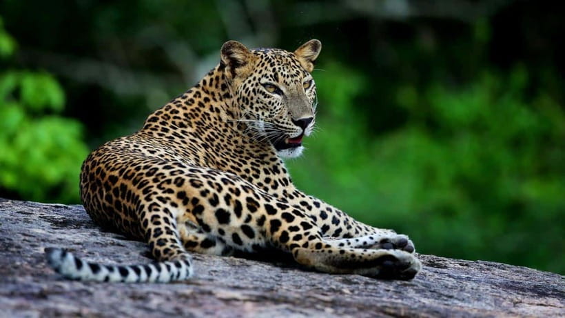 Yala National Park: Leopard Safari Tour with Park Tickets - When to Go and How Long You’ll Be Out There