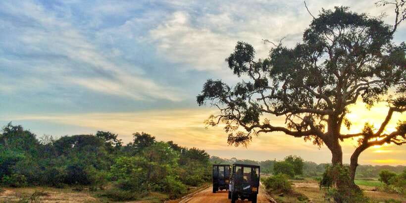 Yala National Park: Morning or Afternoon Golden Hour Safari - Key Things That Make This Yala Safari Work