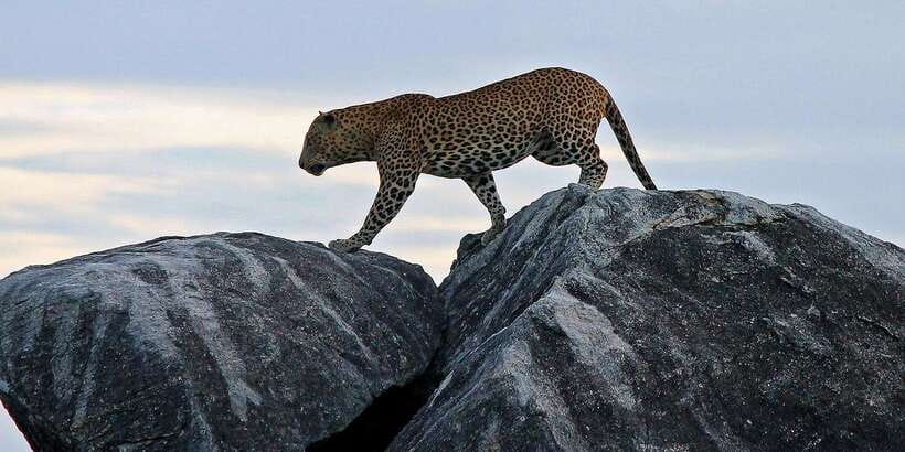 Yala National Park: Morning or Afternoon Golden Hour Safari - Morning Safari Flow: 5am Pickup, 6am Park Opening, and the First Two Hours
