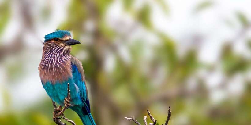 Yala National Park: Morning or Afternoon Golden Hour Safari - Price and Entrance Fees: What You’re Really Paying For