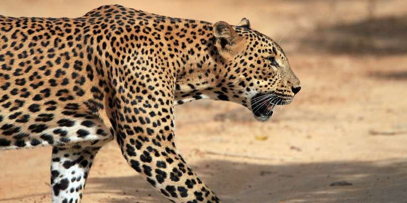 Yala National Park: Morning or Afternoon Golden Hour Safari - Getting In and Out: Pickup Zones and a Small Jeep Advantage