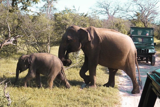 Yala National Park Private Safari - Key things to know before you go