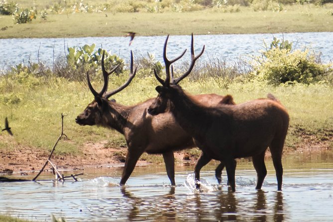 Yala National Park Private Safari - Meeting at Palatupana Gate: how the timing really works