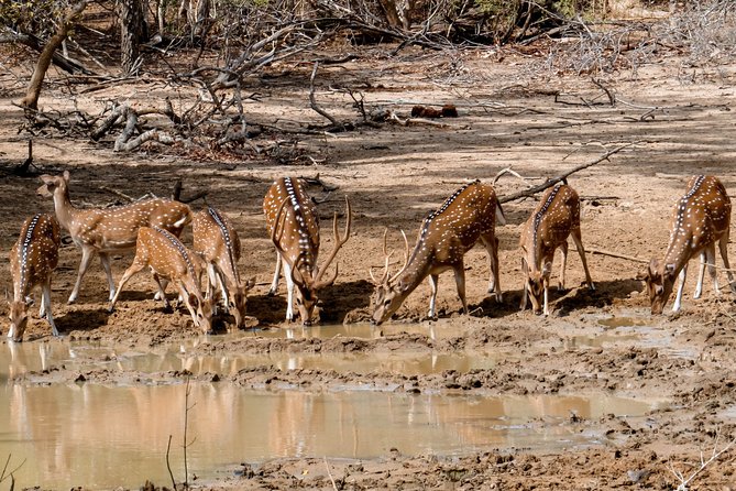 Yala National Park Private Safari - Half-day vs full-day: choosing the right amount of time