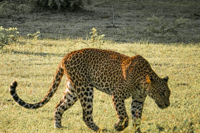 Yala National Park Private Safari - Entrance fees and the price math that affects value