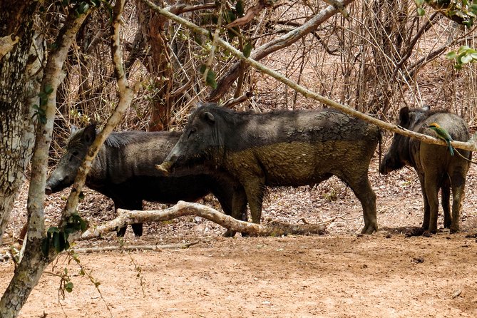 Yala National Park Private Safari - What to bring (and how to behave) for better sightings