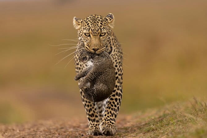 Yala National Park Safari |From Hambantota Port (Shore Excursion) - Key highlights in plain English