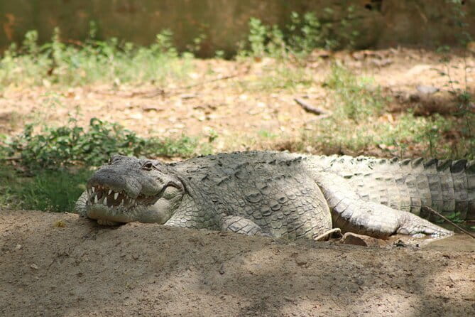 Yala National Park Safari |From Hambantota Port (Shore Excursion) - Yala Safari from Hambantota: why this shore excursion makes sense