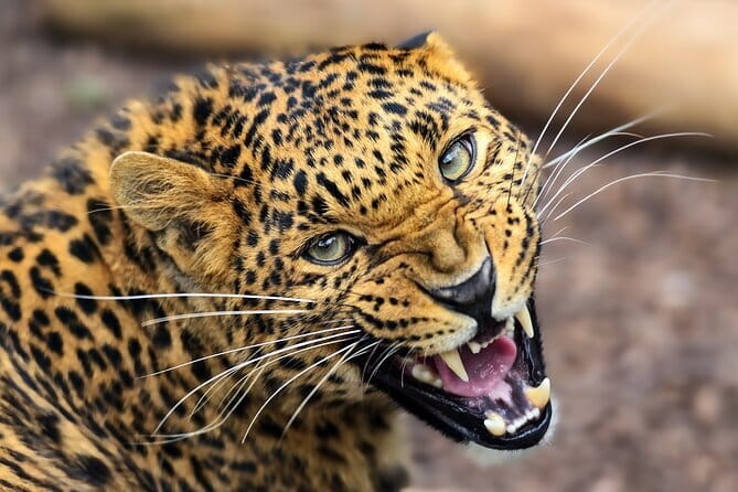 Yala National Park Safari |From Hambantota Port (Shore Excursion) - The Yala game drive: what you’re likely to spot and how to think like a safari guide