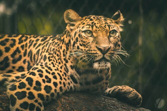 Yala National Park Safari |From Hambantota Port (Shore Excursion) - Should you book the Yala National Park Safari from Hambantota Port?